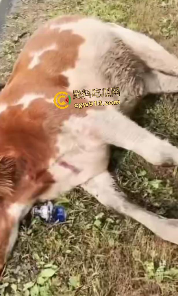 黑龙江货车狂飙撞扁16头活牛，尸体拉长成肉泥，丢草丛无人收，这下司机要赔得血本无归！  第6张