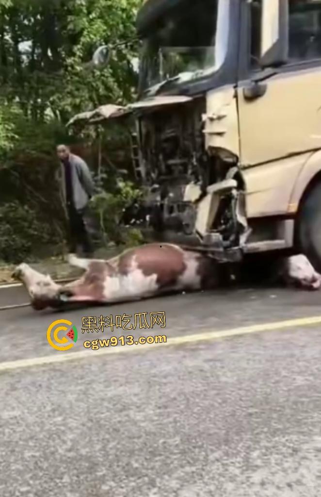 黑龙江货车狂飙撞扁16头活牛，尸体拉长成肉泥，丢草丛无人收，这下司机要赔得血本无归！  第7张