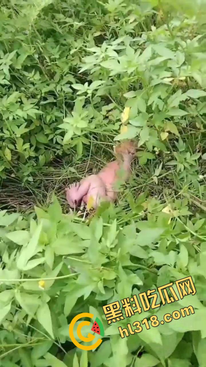 黑料正能量，福建福清市宏路公园发现一名弃婴，连脐带都没剪断，不幸中的万幸，得好心大娘救助！  第3张