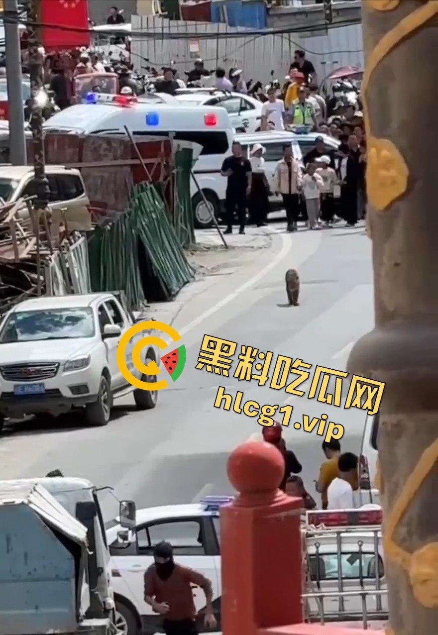 甘孜白玉县城惊现贵宾！金钱豹进城，周围居民直接呆住！  第2张
