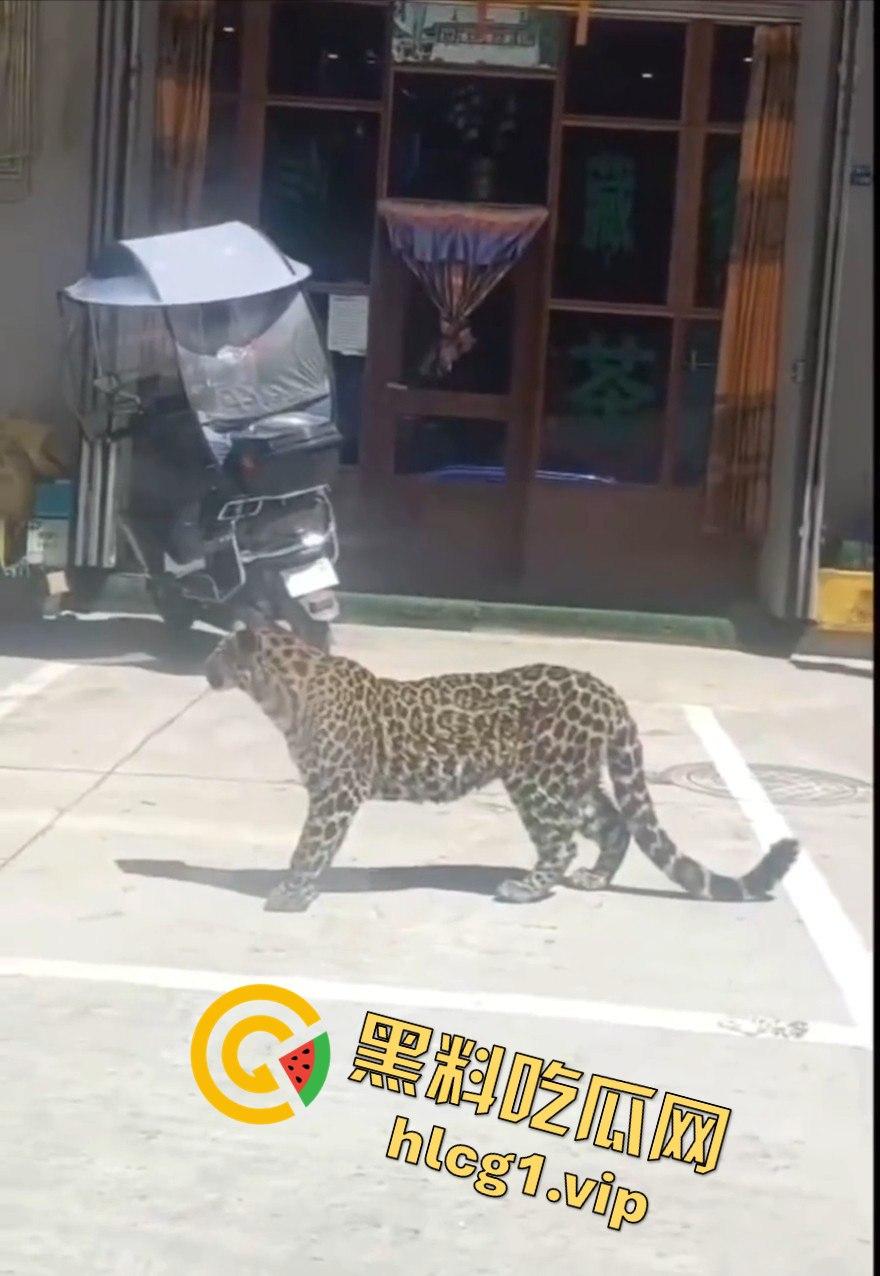 甘孜白玉县城惊现贵宾！金钱豹进城，周围居民直接呆住！  第3张