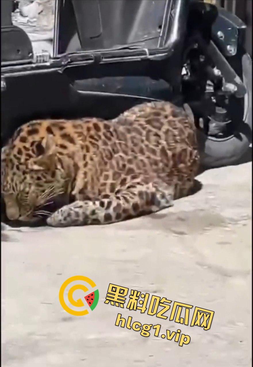 甘孜白玉县城惊现贵宾！金钱豹进城，周围居民直接呆住！  第4张