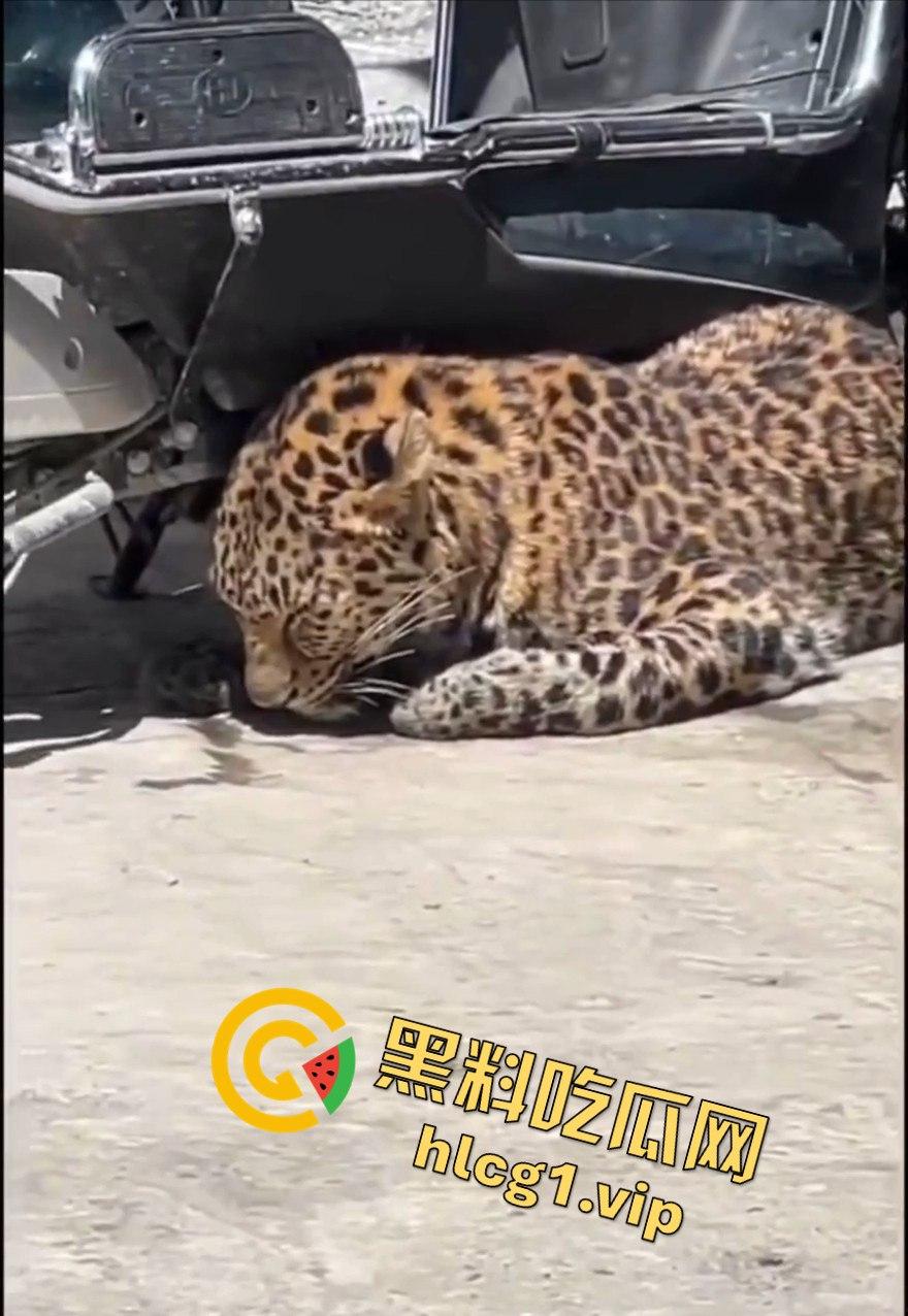 甘孜白玉县城惊现贵宾！金钱豹进城，周围居民直接呆住！  第6张