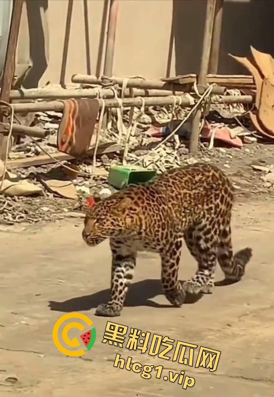 甘孜白玉县城惊现贵宾！金钱豹进城，周围居民直接呆住！  第7张