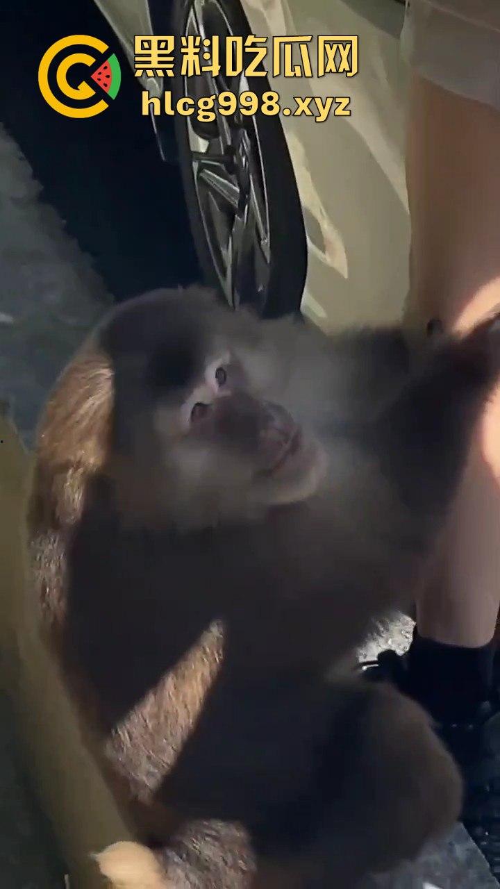 奇葩猴子不吃香蕉专爱美女！见到女的就疯狂抱大腿、抓胸、扯头发！  第5张