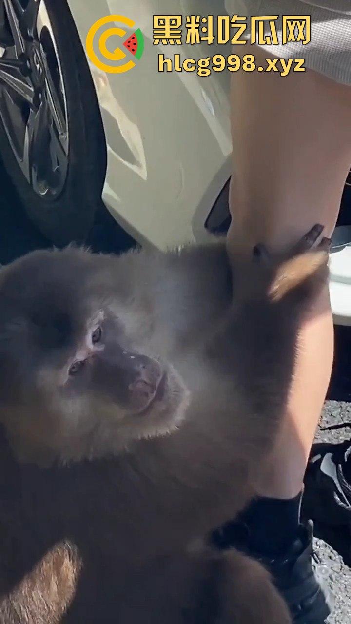 奇葩猴子不吃香蕉专爱美女！见到女的就疯狂抱大腿、抓胸、扯头发！  第6张