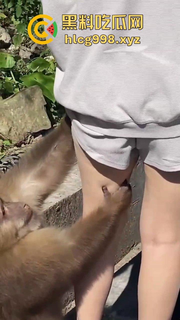 奇葩猴子不吃香蕉专爱美女！见到女的就疯狂抱大腿、抓胸、扯头发！  第7张