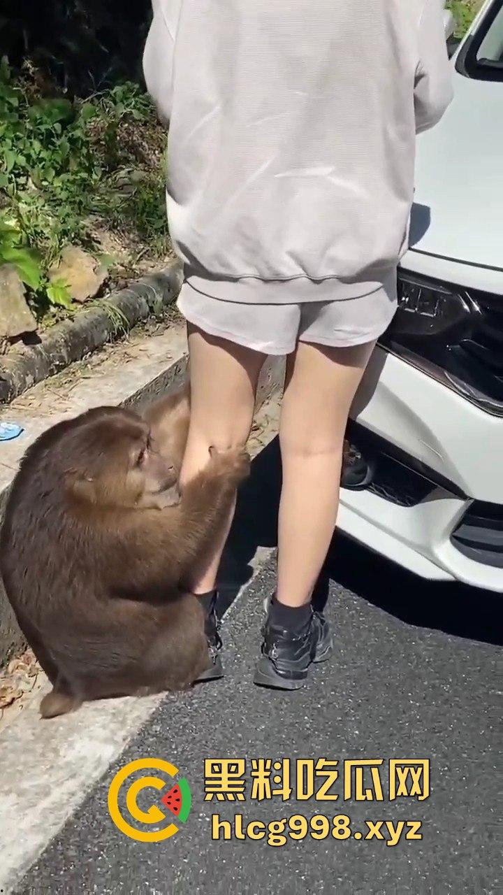 奇葩猴子不吃香蕉专爱美女！见到女的就疯狂抱大腿、抓胸、扯头发！  第9张