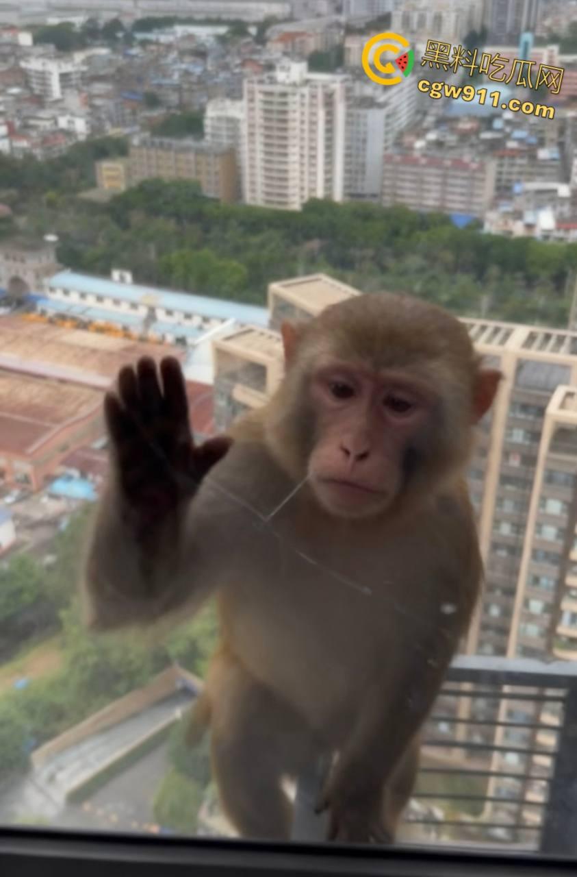 南宁龙光小区夜半惊现高层猴哥，飞檐走壁身手了得，消防员连夜在笼子周围放香蕉围捕，几次都让它溜走！  第1张