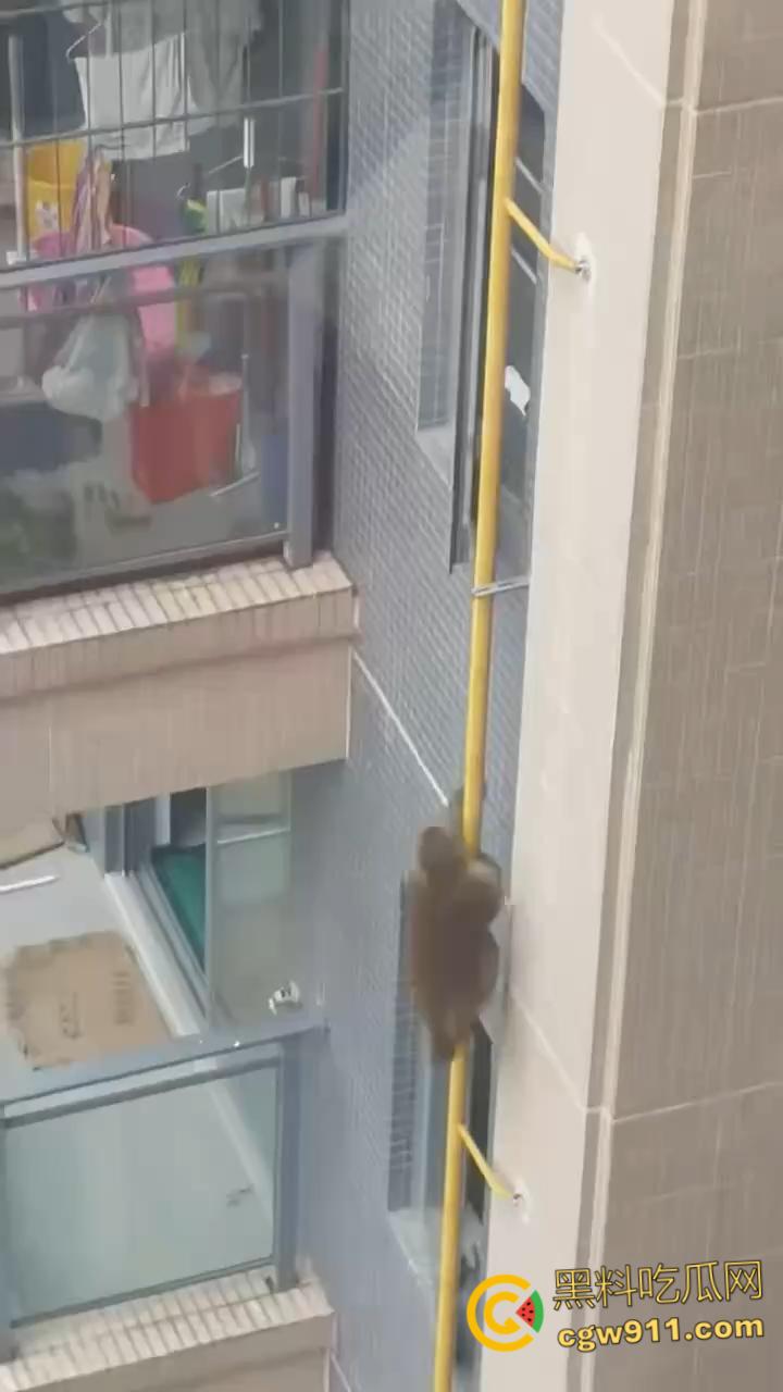 南宁龙光小区夜半惊现高层猴哥，飞檐走壁身手了得，消防员连夜在笼子周围放香蕉围捕，几次都让它溜走！  第2张
