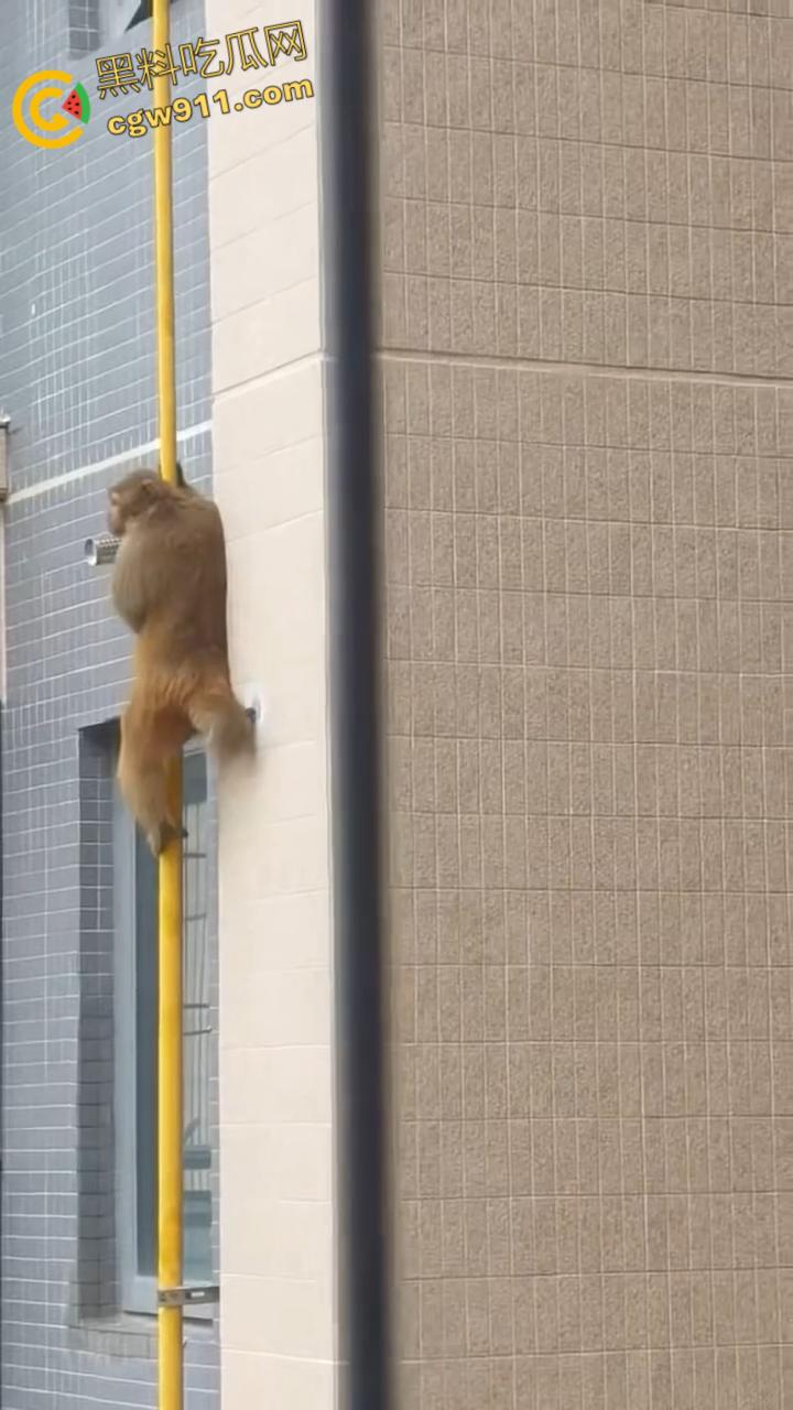 南宁龙光小区夜半惊现高层猴哥，飞檐走壁身手了得，消防员连夜在笼子周围放香蕉围捕，几次都让它溜走！  第3张