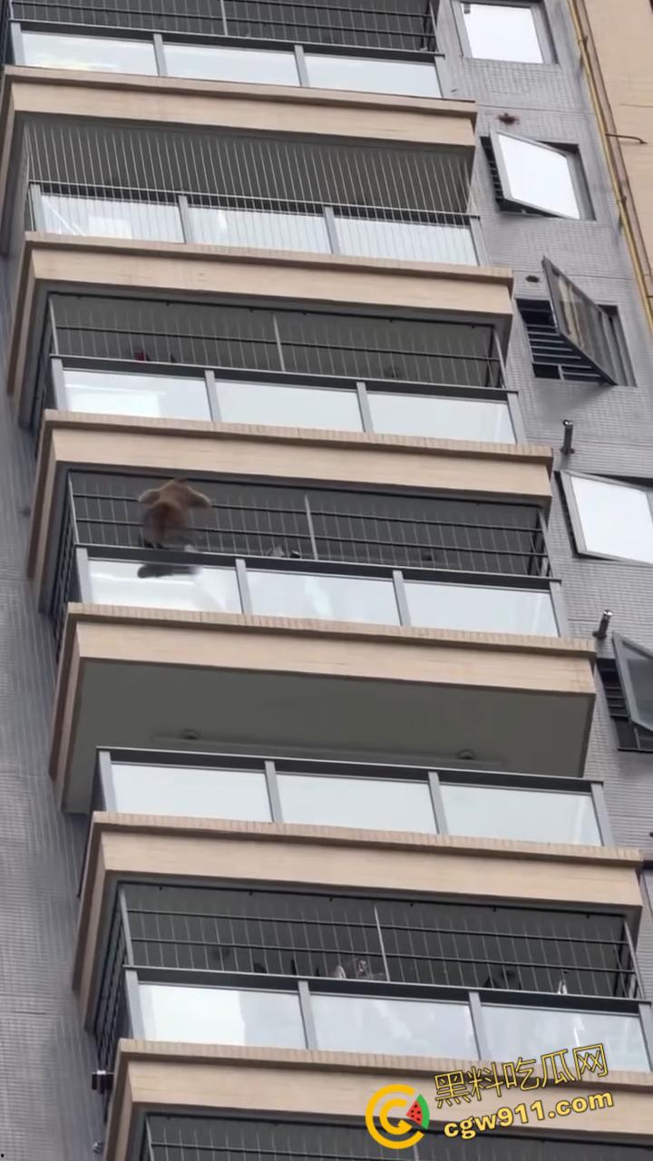南宁龙光小区夜半惊现高层猴哥，飞檐走壁身手了得，消防员连夜在笼子周围放香蕉围捕，几次都让它溜走！  第4张