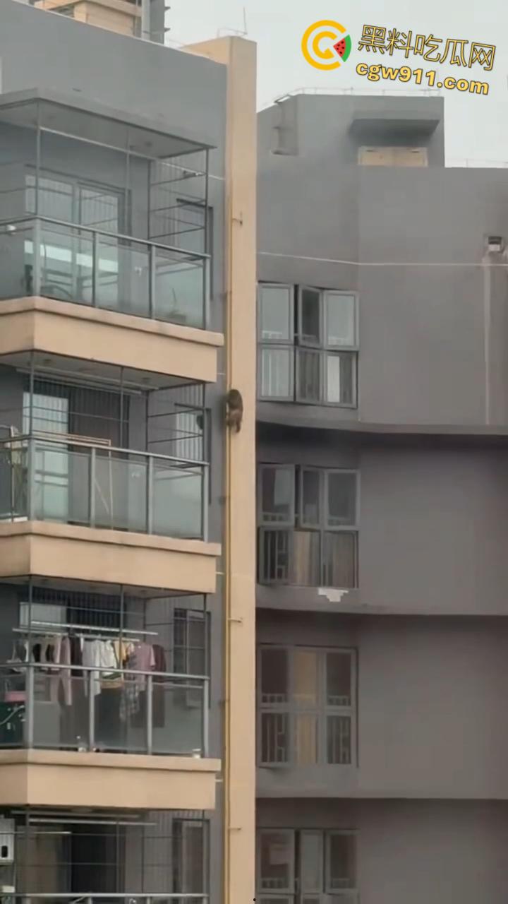 南宁龙光小区夜半惊现高层猴哥，飞檐走壁身手了得，消防员连夜在笼子周围放香蕉围捕，几次都让它溜走！  第5张