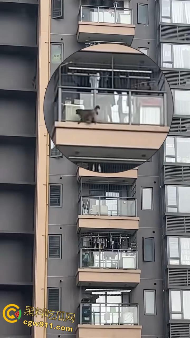 南宁龙光小区夜半惊现高层猴哥，飞檐走壁身手了得，消防员连夜在笼子周围放香蕉围捕，几次都让它溜走！  第6张