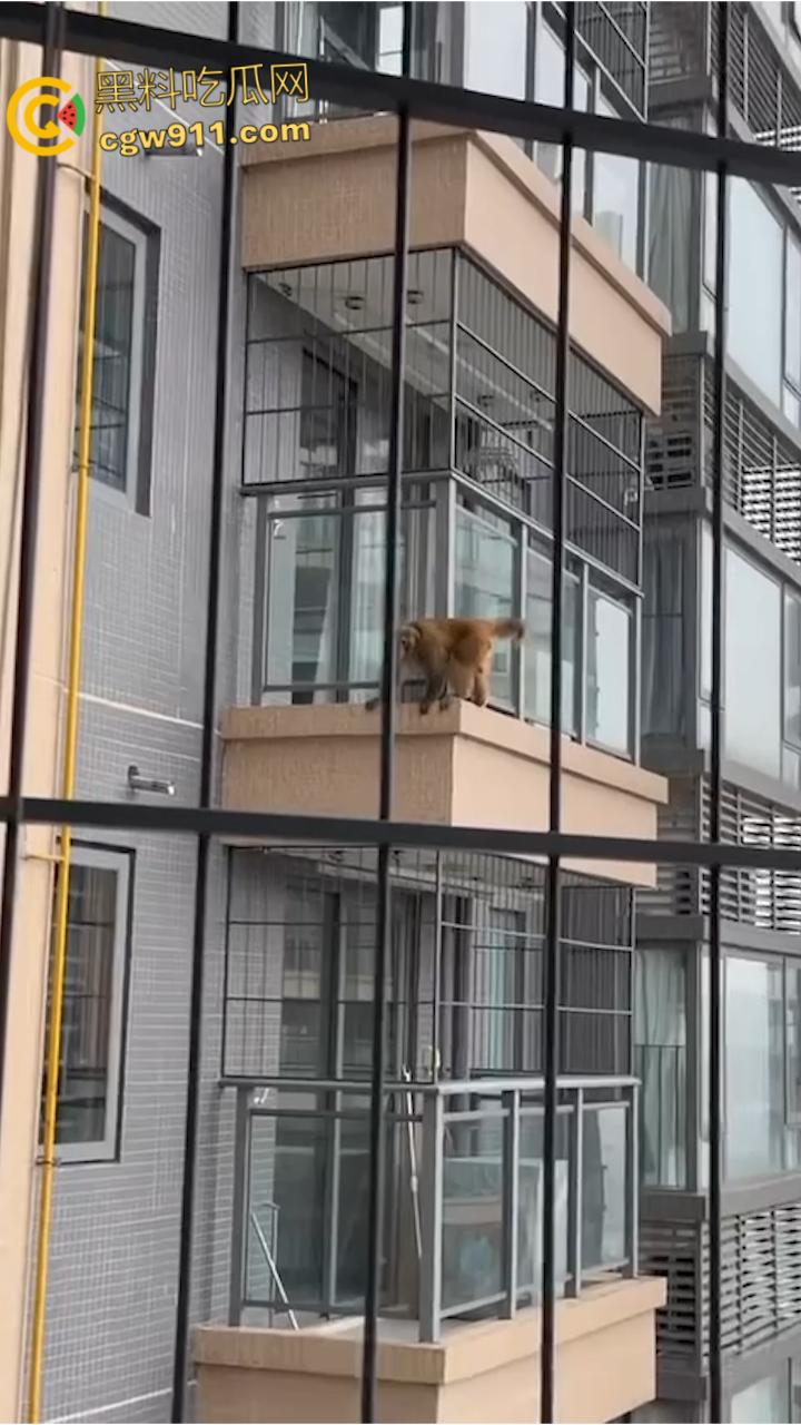 南宁龙光小区夜半惊现高层猴哥，飞檐走壁身手了得，消防员连夜在笼子周围放香蕉围捕，几次都让它溜走！  第7张