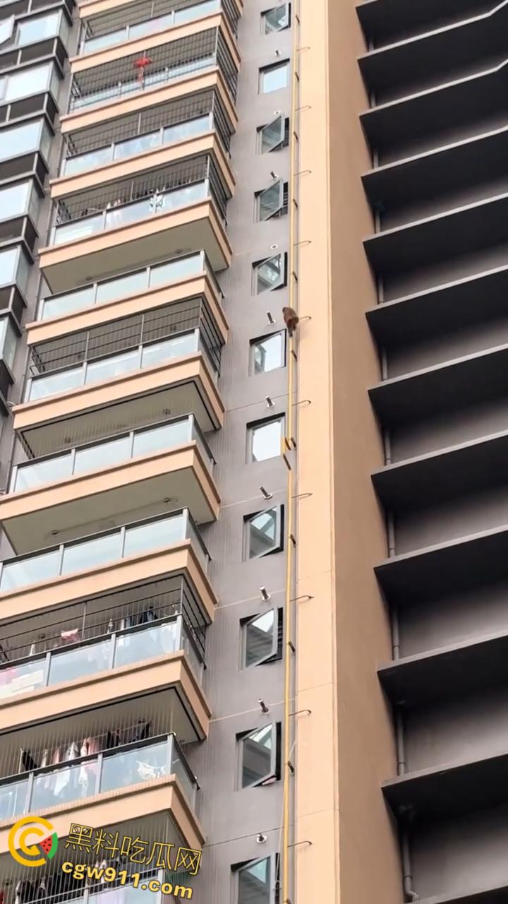 南宁龙光小区夜半惊现高层猴哥，飞檐走壁身手了得，消防员连夜在笼子周围放香蕉围捕，几次都让它溜走！  第8张