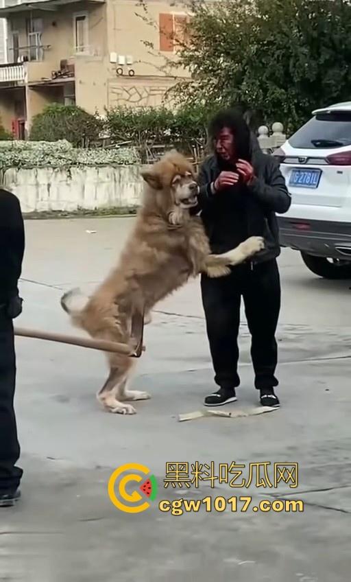七年老狗反咬主人，不是虐待就突然发疯，满脸都是血，大型狗真恐怖，随后安排处死，这时候爱狗人士怎么不说话了！  第4张