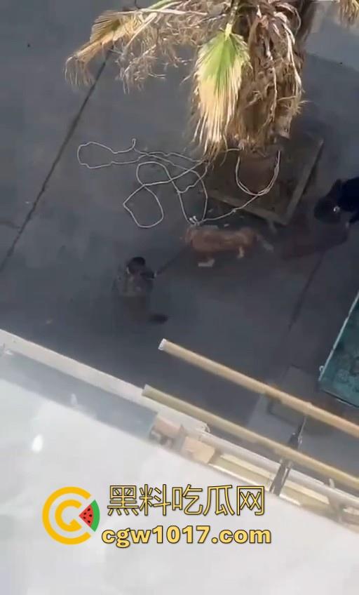 七年老狗反咬主人，不是虐待就突然发疯，满脸都是血，大型狗真恐怖，随后安排处死，这时候爱狗人士怎么不说话了！  第6张