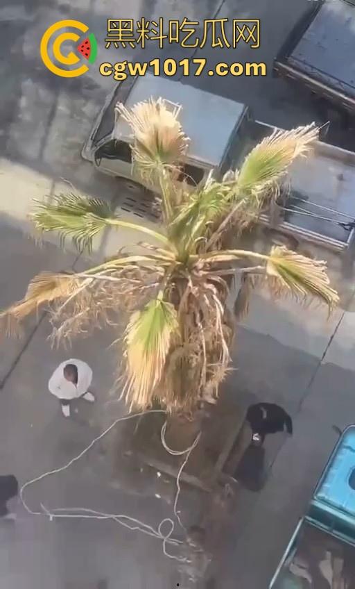 七年老狗反咬主人，不是虐待就突然发疯，满脸都是血，大型狗真恐怖，随后安排处死，这时候爱狗人士怎么不说话了！  第9张