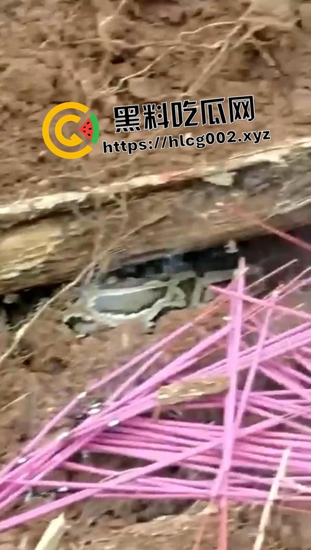爷爷真被蛇精抓走了！网友清明上坟发现大蟒蛇躺在爷爷棺材 这下真的是蛇精还我爷爷了  第2张