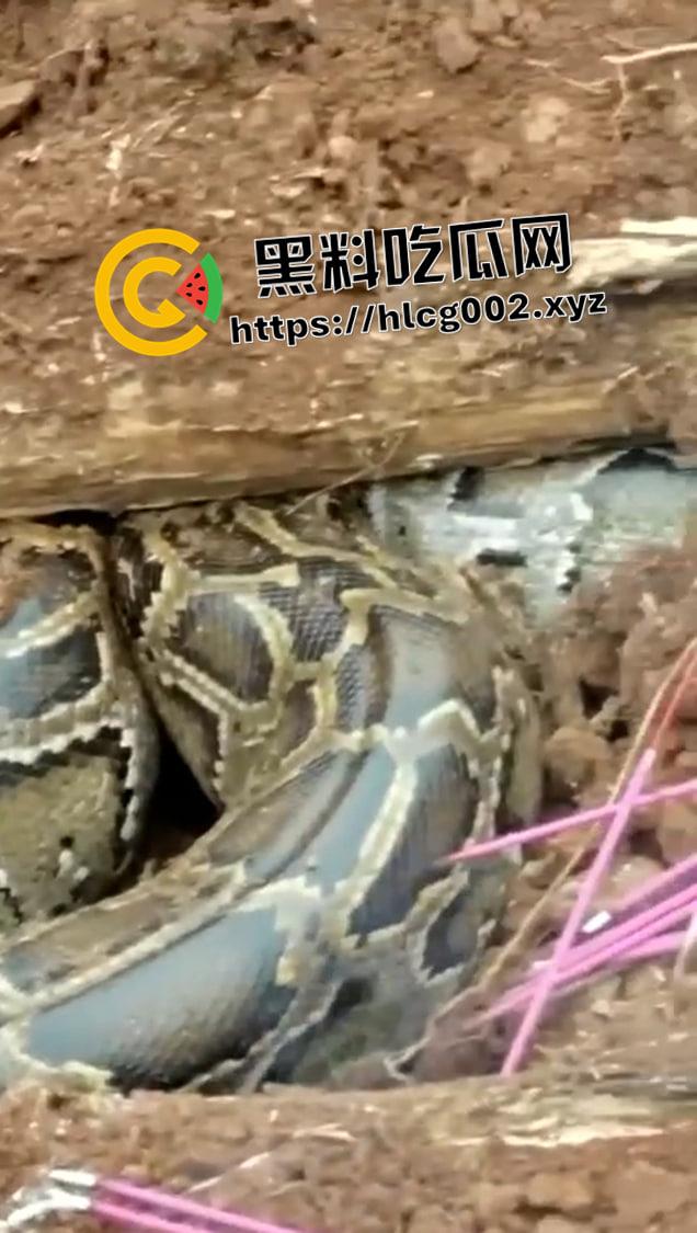 爷爷真被蛇精抓走了！网友清明上坟发现大蟒蛇躺在爷爷棺材 这下真的是蛇精还我爷爷了  第3张