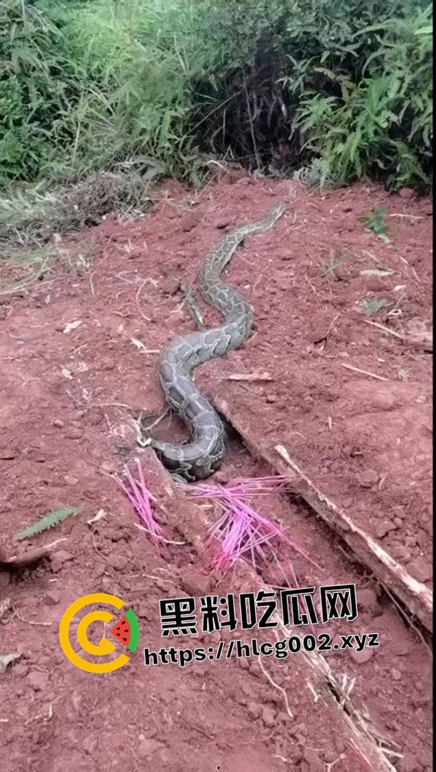 爷爷真被蛇精抓走了！网友清明上坟发现大蟒蛇躺在爷爷棺材 这下真的是蛇精还我爷爷了  第4张