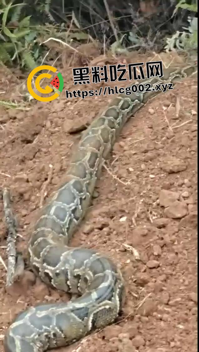 爷爷真被蛇精抓走了！网友清明上坟发现大蟒蛇躺在爷爷棺材 这下真的是蛇精还我爷爷了  第5张