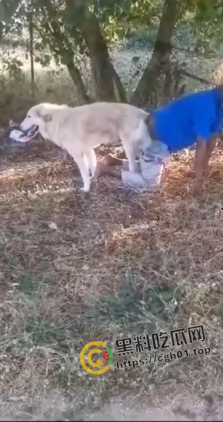 老尼哥被狗草了！这位黑大爷口味属实有点重啊  第2张