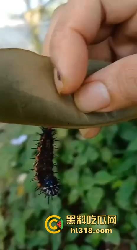 不是哥们毛毛虫也能吃的吗？这东西不是有毒！身体碰一下都全身红，你这舌头没事吧！  第3张