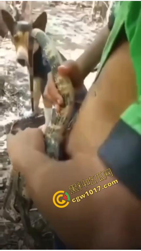 印度阿三享受变态玩乐：鸡巴爆操蜥蜴嫩穴，直到精液喷涌，炫耀异样快感，震撼画面引无数网民围观  第1张