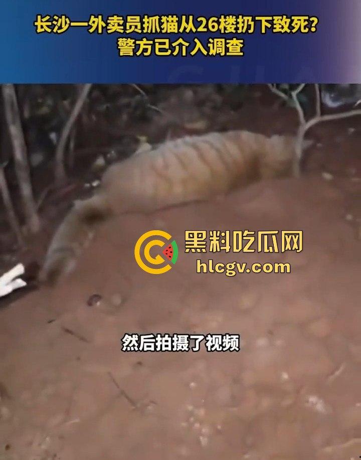 长沙外卖员丧心病狂虐猫！抓猫从26楼扔下当场摔死！  第8张