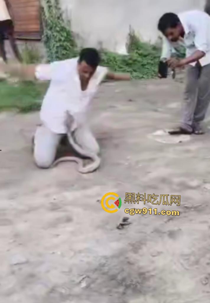 印度蛇王装逼被反杀，毒眼镜蛇一口咬死抓蛇神人，没想到血清忘带了，直接当场丧命，下辈子别再装逼了！  第1张