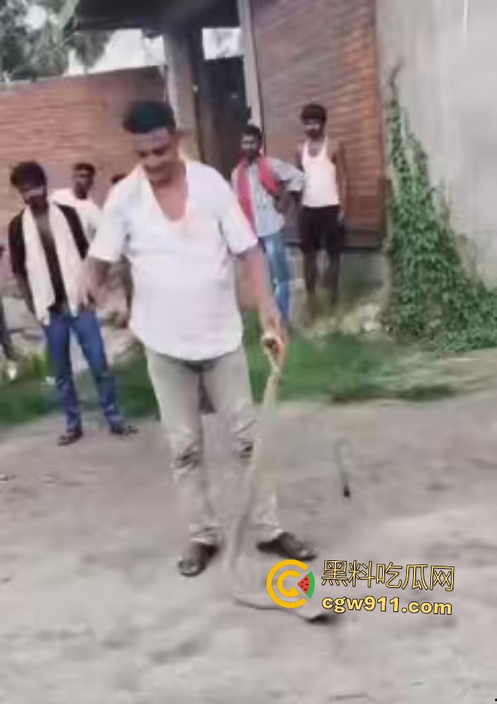 印度蛇王装逼被反杀，毒眼镜蛇一口咬死抓蛇神人，没想到血清忘带了，直接当场丧命，下辈子别再装逼了！  第2张