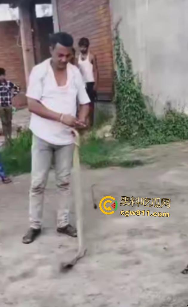印度蛇王装逼被反杀，毒眼镜蛇一口咬死抓蛇神人，没想到血清忘带了，直接当场丧命，下辈子别再装逼了！  第3张
