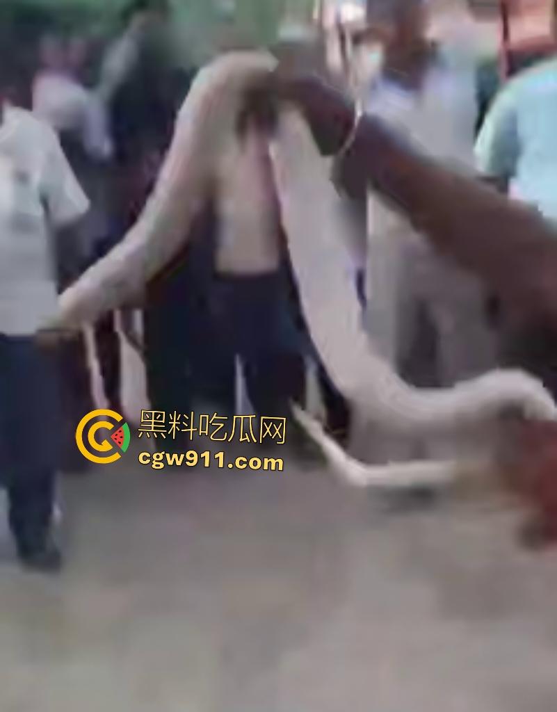 印度蛇王装逼被反杀，毒眼镜蛇一口咬死抓蛇神人，没想到血清忘带了，直接当场丧命，下辈子别再装逼了！  第5张