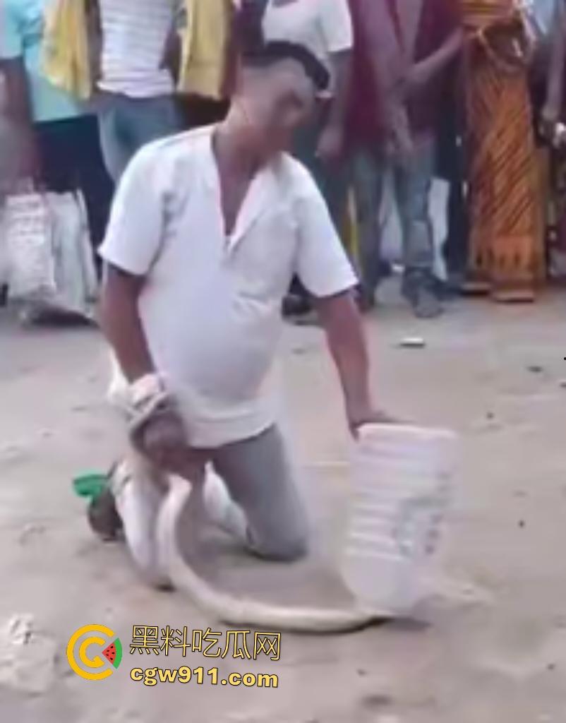 印度蛇王装逼被反杀，毒眼镜蛇一口咬死抓蛇神人，没想到血清忘带了，直接当场丧命，下辈子别再装逼了！  第8张