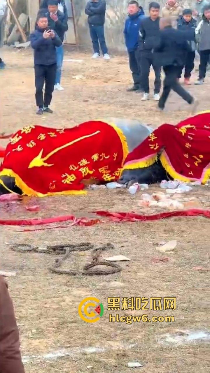 牛王陨落!贵州七十二寨斗牛王小山虎与神威大将军相撞同亡 残忍现场视频流出 第2张 牛王陨落!贵州七十二寨斗牛王小山虎与神威大将军相撞同亡 残忍现场视频流出 第2张