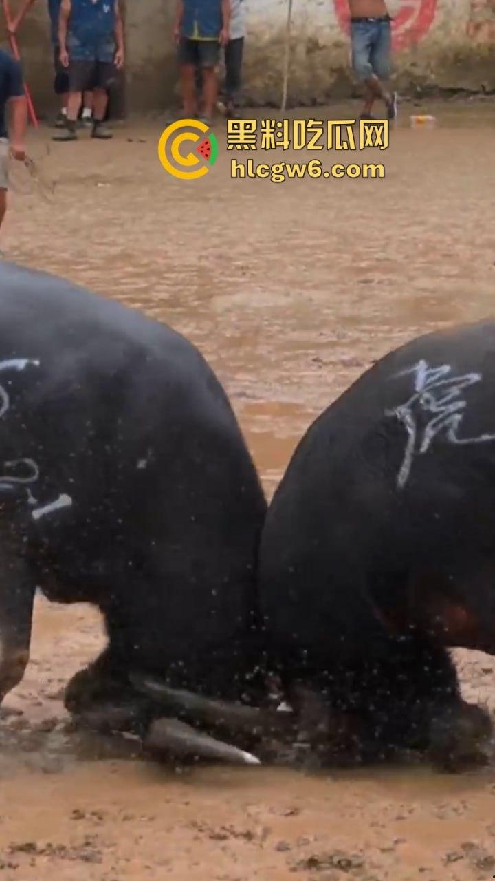 牛王陨落!贵州七十二寨斗牛王小山虎与神威大将军相撞同亡 残忍现场视频流出 第3张 牛王陨落!贵州七十二寨斗牛王小山虎与神威大将军相撞同亡 残忍现场视频流出 第3张