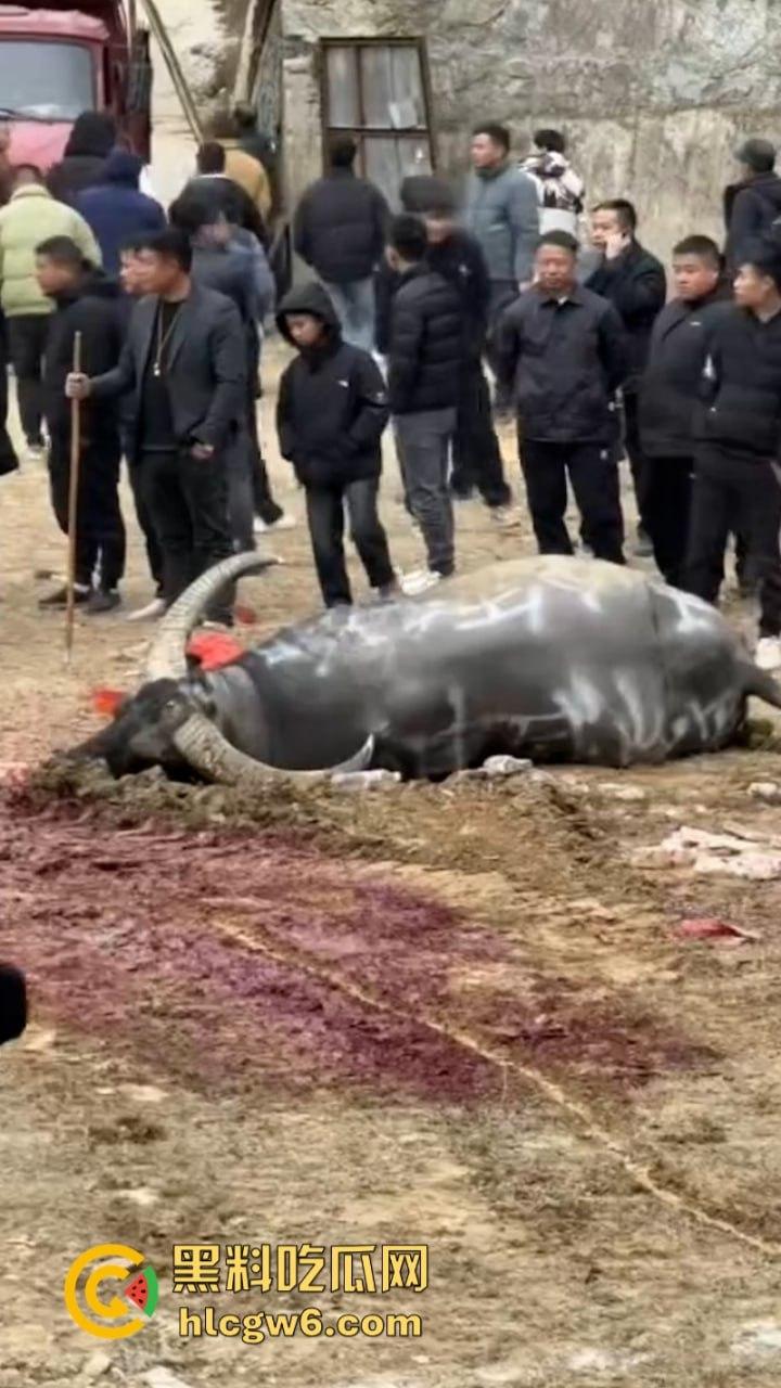 牛王陨落!贵州七十二寨斗牛王小山虎与神威大将军相撞同亡 残忍现场视频流出 第4张 牛王陨落!贵州七十二寨斗牛王小山虎与神威大将军相撞同亡 残忍现场视频流出 第4张