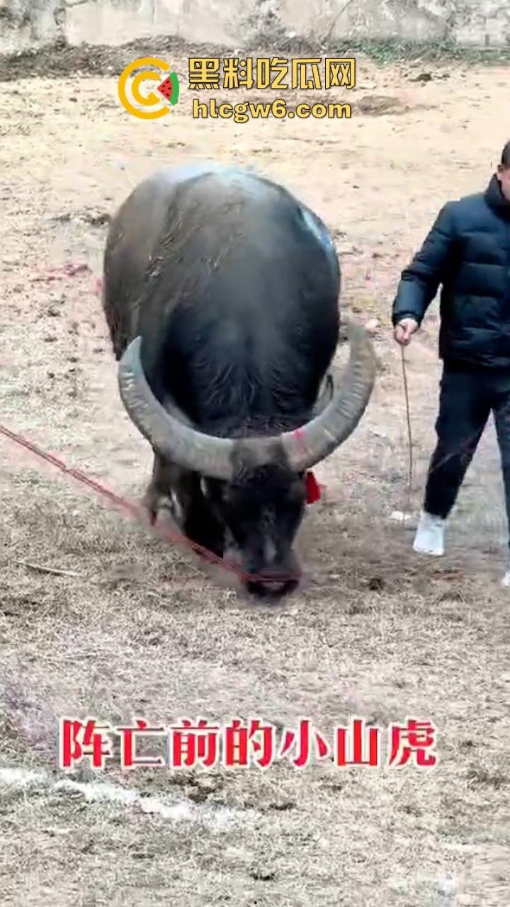 牛王陨落!贵州七十二寨斗牛王小山虎与神威大将军相撞同亡 残忍现场视频流出 第5张 牛王陨落!贵州七十二寨斗牛王小山虎与神威大将军相撞同亡 残忍现场视频流出 第5张