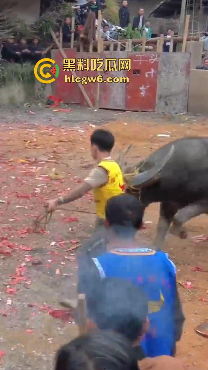 牛王陨落!贵州七十二寨斗牛王小山虎与神威大将军相撞同亡 残忍现场视频流出 第6张 牛王陨落!贵州七十二寨斗牛王小山虎与神威大将军相撞同亡 残忍现场视频流出 第6张