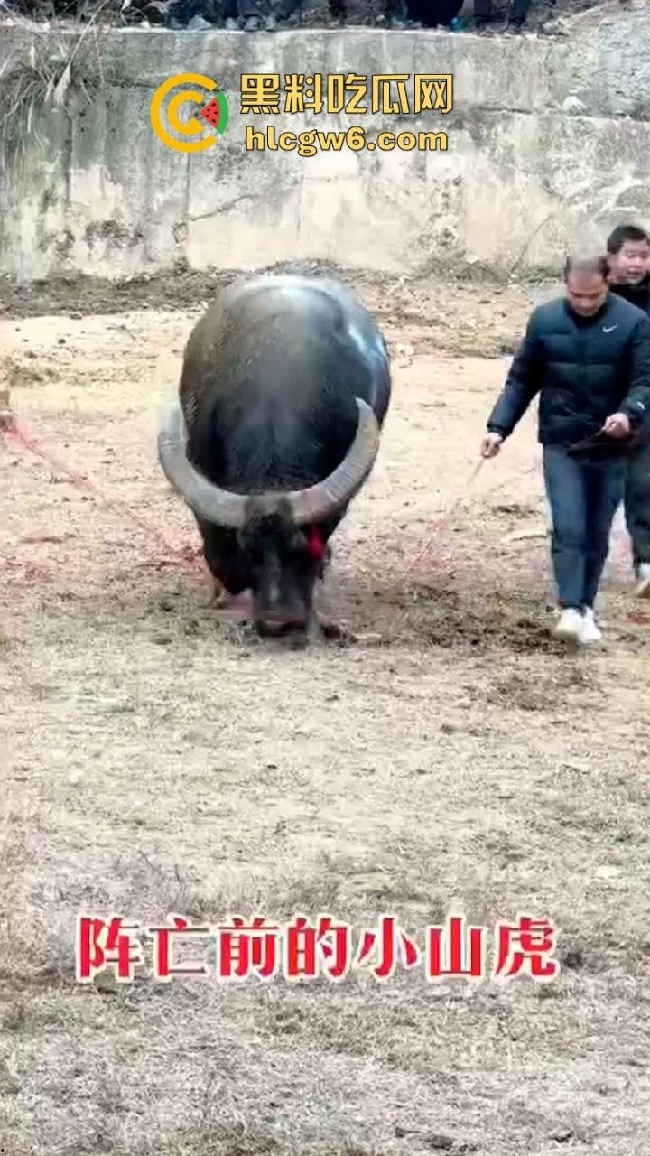 牛王陨落!贵州七十二寨斗牛王小山虎与神威大将军相撞同亡 残忍现场视频流出 第7张 牛王陨落!贵州七十二寨斗牛王小山虎与神威大将军相撞同亡 残忍现场视频流出 第7张