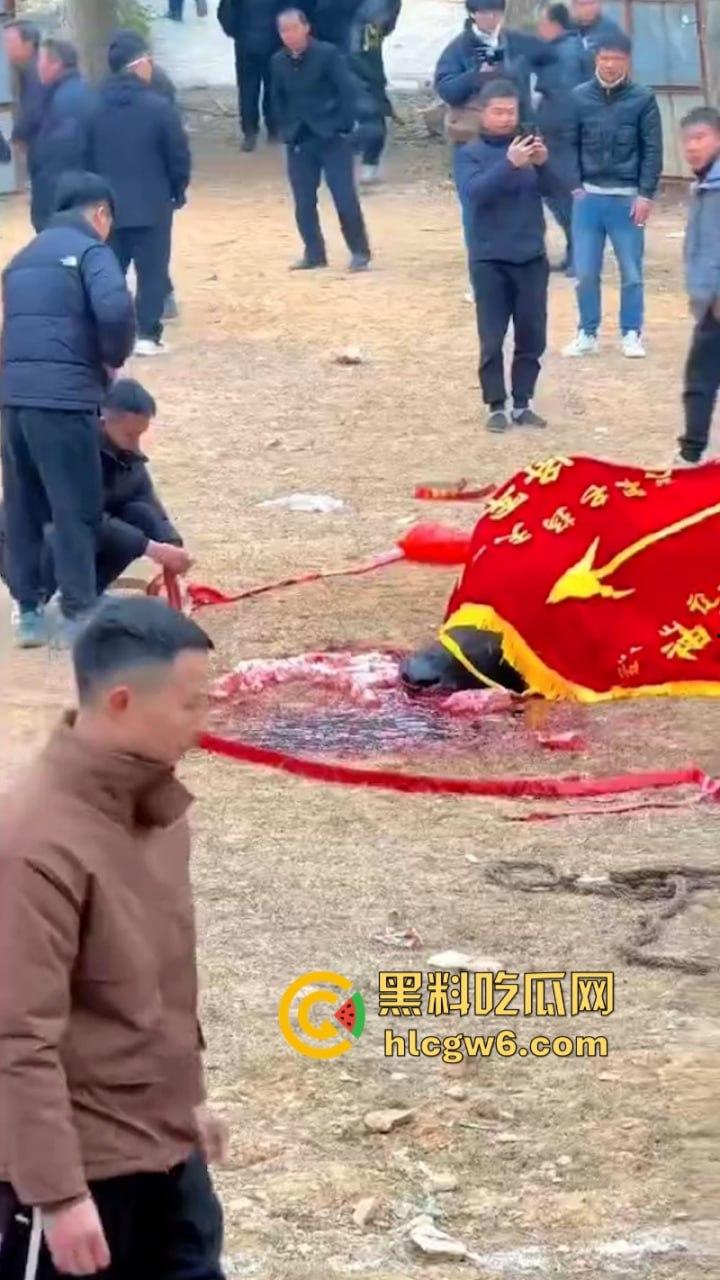 牛王陨落!贵州七十二寨斗牛王小山虎与神威大将军相撞同亡 残忍现场视频流出 第8张 牛王陨落!贵州七十二寨斗牛王小山虎与神威大将军相撞同亡 残忍现场视频流出 第8张