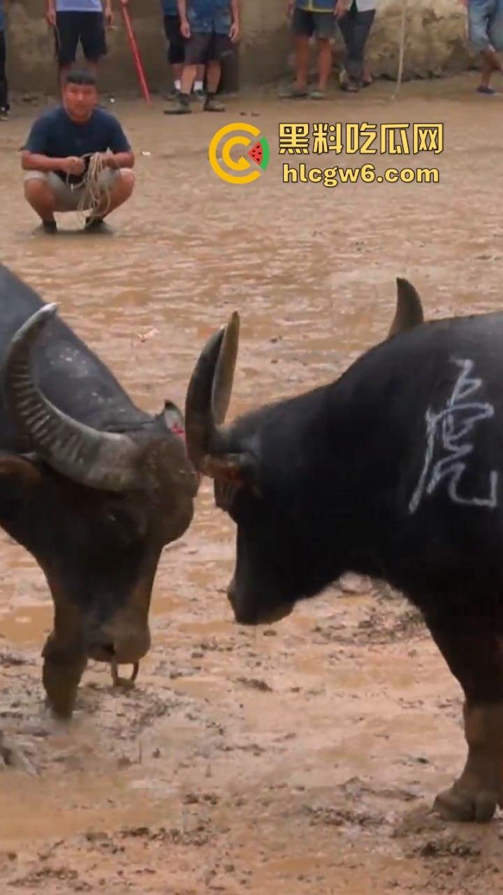 牛王陨落!贵州七十二寨斗牛王小山虎与神威大将军相撞同亡 残忍现场视频流出 第10张 牛王陨落!贵州七十二寨斗牛王小山虎与神威大将军相撞同亡 残忍现场视频流出 第10张