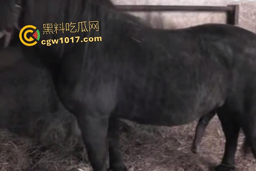 女主人用骚逼安慰发情马儿,大鸡巴插几分钟射精,戴套不过瘾还要换马射满子宫,马儿心想:就插这么点,跟我玩呢! 第1张 女主人用骚逼安慰发情马儿,大鸡巴插几分钟射精,戴套不过瘾还要换马射满子宫,马儿心想:就插这么点,跟我玩呢! 第1张