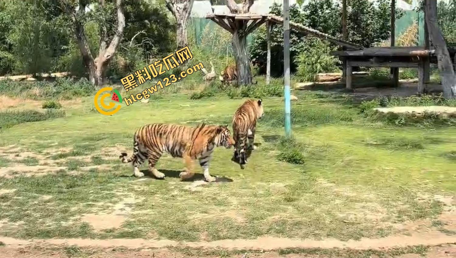 山东德州欧乐堡惊现一只大鹤误入虎区,七虎围成战术扇形现场1V7,最后成了热菜! 第3张 山东德州欧乐堡惊现一只大鹤误入虎区,七虎围成战术扇形现场1V7,最后成了热菜! 第3张