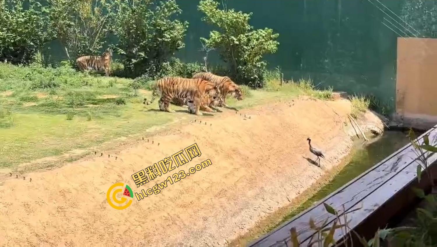 山东德州欧乐堡惊现一只大鹤误入虎区,七虎围成战术扇形现场1V7,最后成了热菜! 第4张 山东德州欧乐堡惊现一只大鹤误入虎区,七虎围成战术扇形现场1V7,最后成了热菜! 第4张