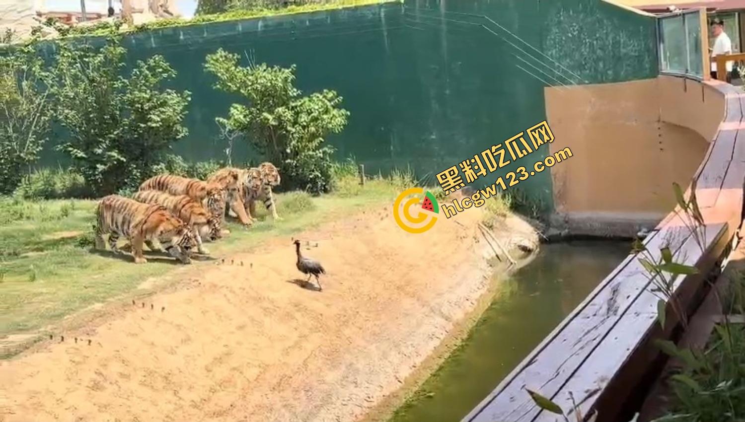山东德州欧乐堡惊现一只大鹤误入虎区,七虎围成战术扇形现场1V7,最后成了热菜! 第7张 山东德州欧乐堡惊现一只大鹤误入虎区,七虎围成战术扇形现场1V7,最后成了热菜! 第7张