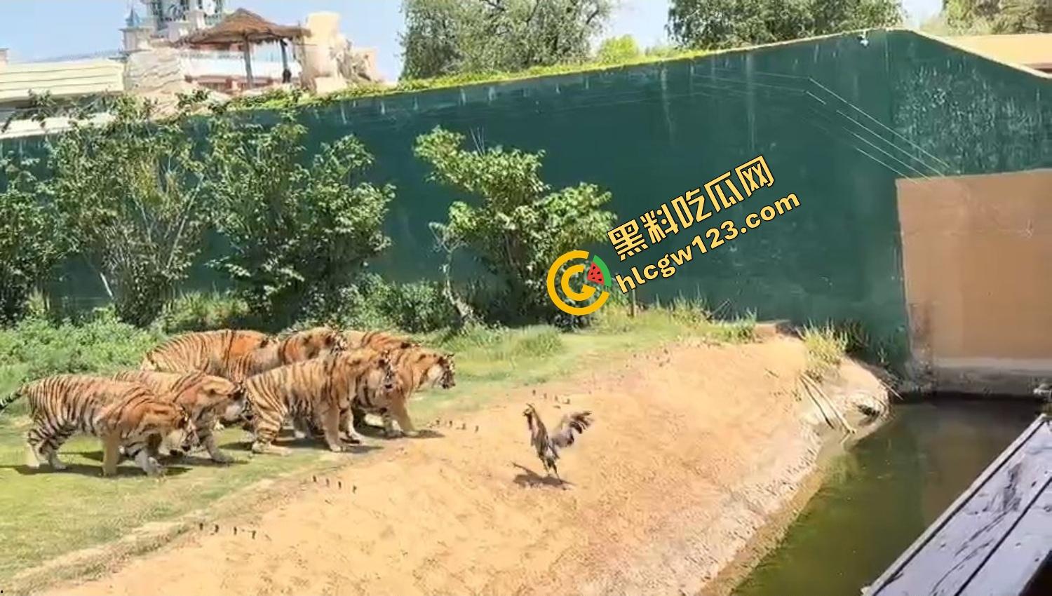 山东德州欧乐堡惊现一只大鹤误入虎区,七虎围成战术扇形现场1V7,最后成了热菜! 第9张 山东德州欧乐堡惊现一只大鹤误入虎区,七虎围成战术扇形现场1V7,最后成了热菜! 第9张