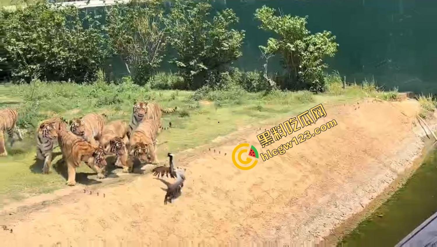 山东德州欧乐堡惊现一只大鹤误入虎区,七虎围成战术扇形现场1V7,最后成了热菜! 第10张 山东德州欧乐堡惊现一只大鹤误入虎区,七虎围成战术扇形现场1V7,最后成了热菜! 第10张